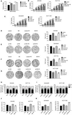 Corrigendum: Long Non-Coding RNA MIR570MG Causes Regorafenib Resistance in Colon Cancer by Repressing miR-145/SMAD3 Signaling